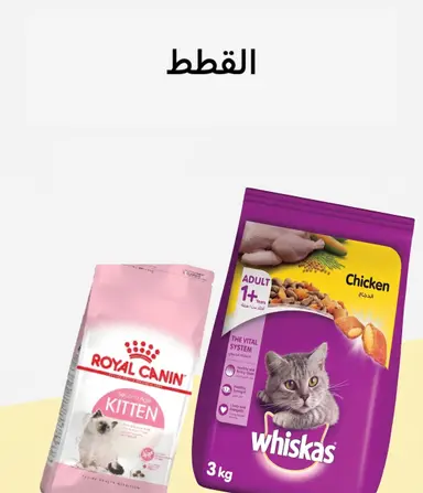 قطط